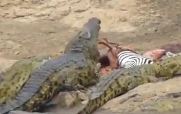 鳄鱼咬破蟒蛇的肚子,斑马被鳄鱼狠咬肚子后逃脱