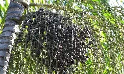 吃过这五种水果是土豪,这些水果吃过一半以上的全是土豪