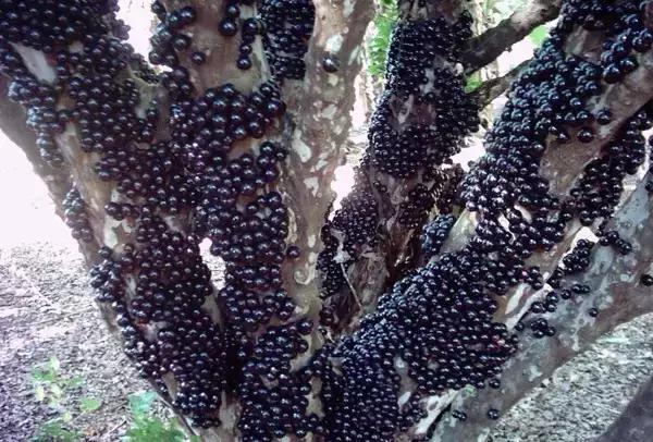 吃过这五种水果是土豪,这些水果吃过一半以上的全是土豪