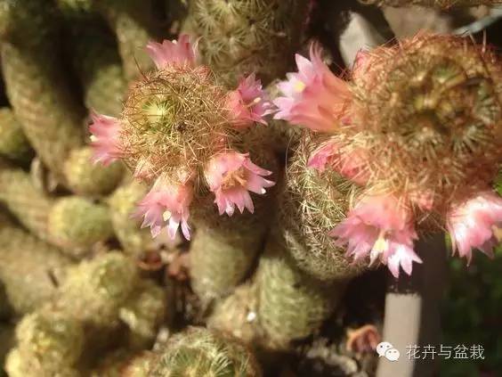 金手指怎么种,金手指怎么才能开花视频