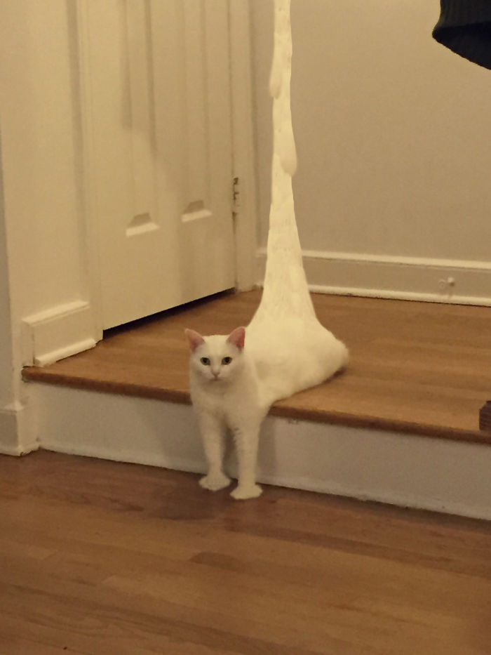 喵星人被恶搞了,喵星人下楼梯