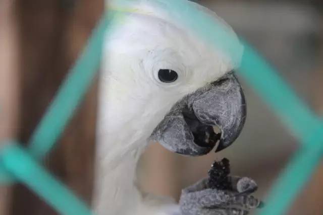 悦榕庄banyantree酒店,新加坡民丹岛酒店攻略