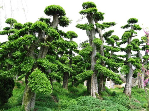 寓意着健康长寿的家养绿植,寓意吉祥富贵的室内绿植