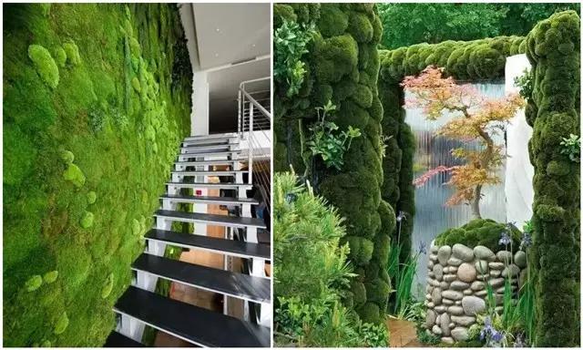 苔藓盆栽制作方法,苔藓植物盆栽制作