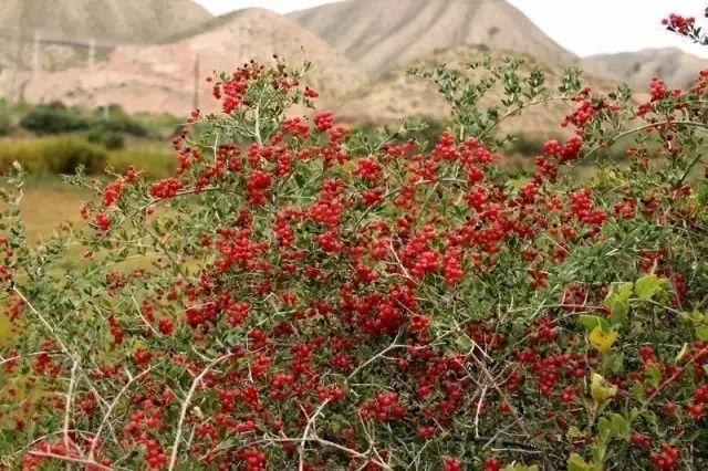 新疆南疆野生动物图片,南疆常见绿化植物