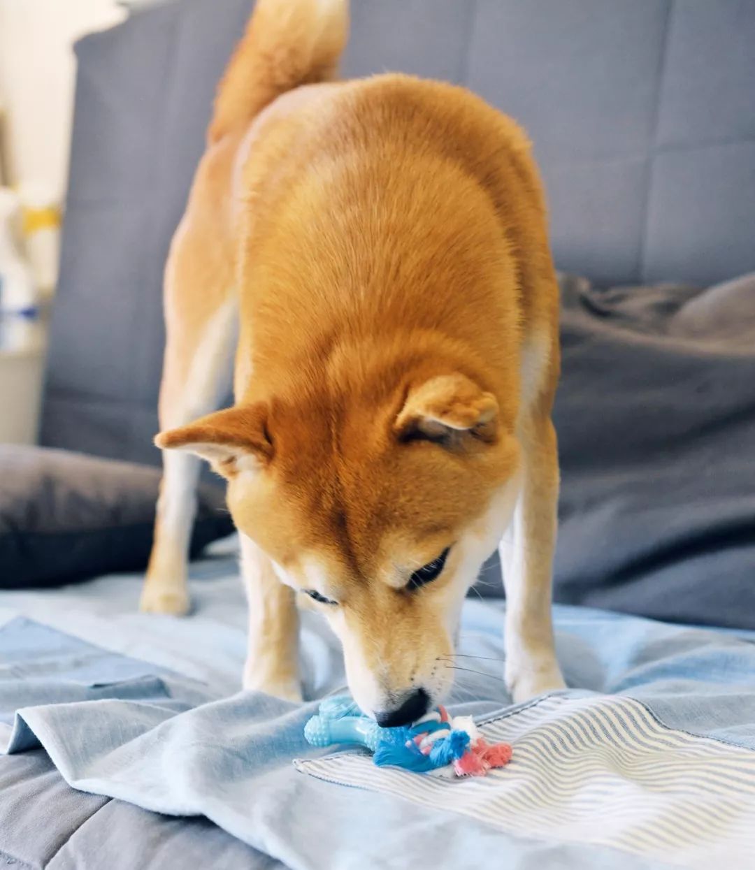 柴犬实测7款玩具：网络上的热门款玩具适合它玩耍吗？