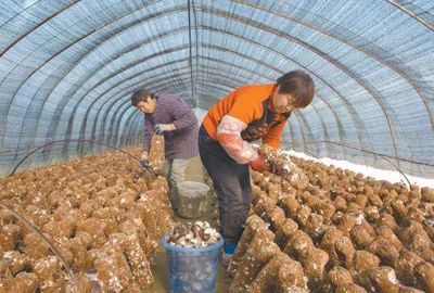 查看一下农民种什么最赚钱,农民种植致富门路