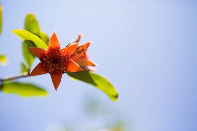 记忆里的那些花儿｜石榴花开，生如夏花之绚烂