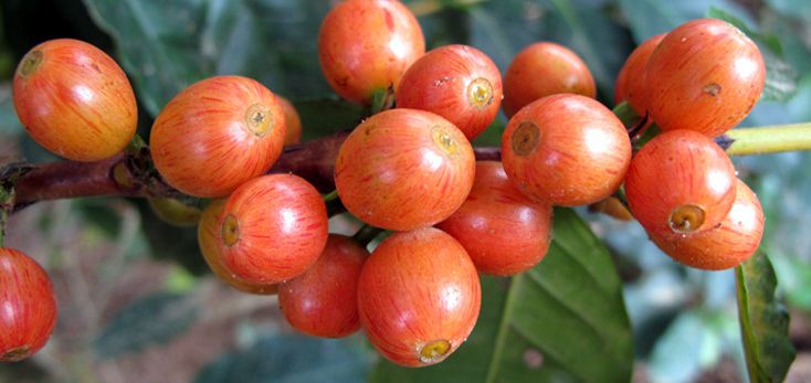 咖啡师入门必看的咖啡知识,精品咖啡学中咖啡的基本知识