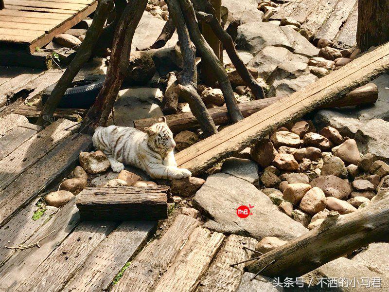 长隆野生动物园3天2晚亲子游,广州长隆野生动物园亲子游攻略