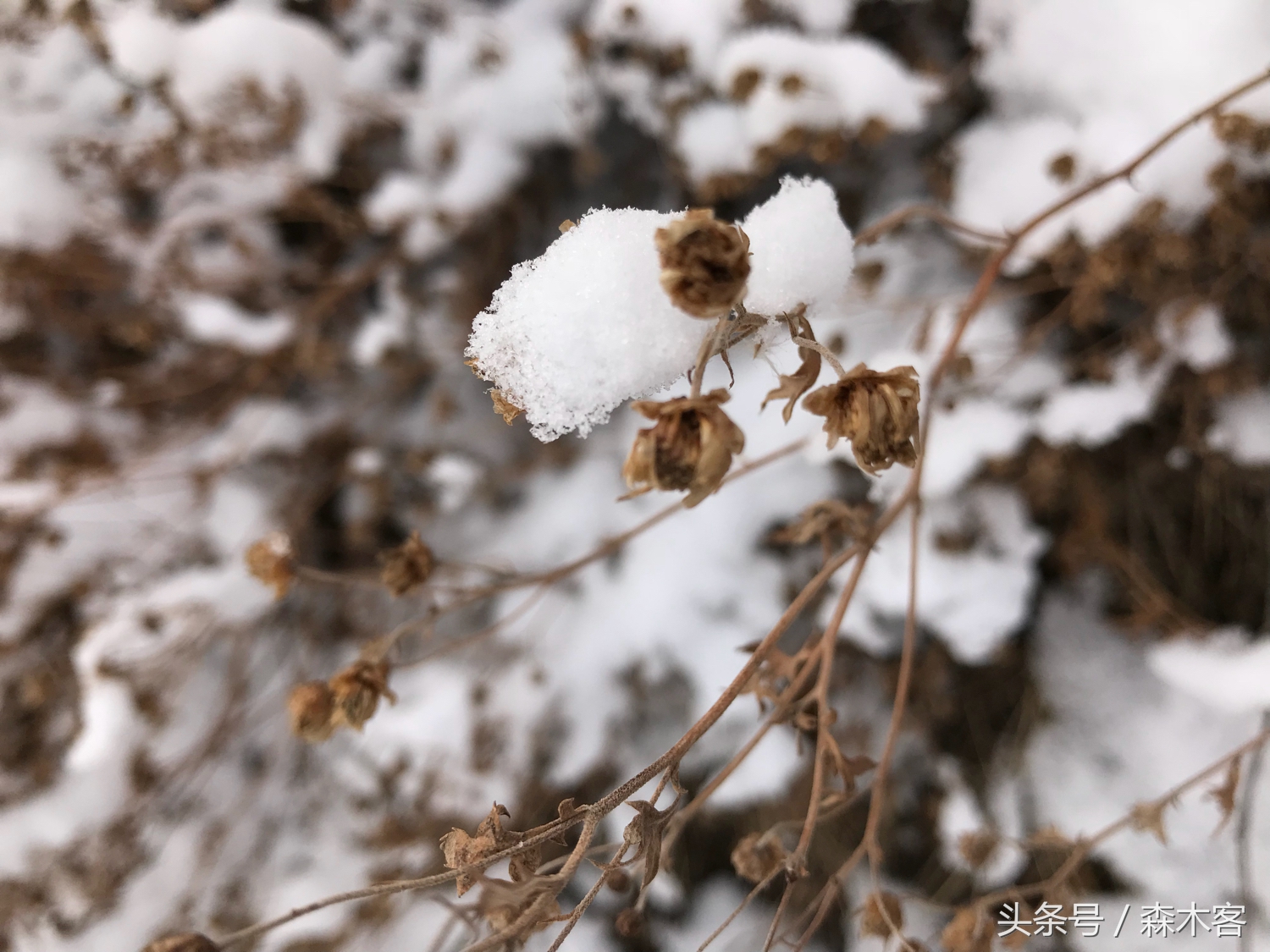 大雪后的城市美得一踏糊涂那么大雪后的西部高原是怎么样的呢