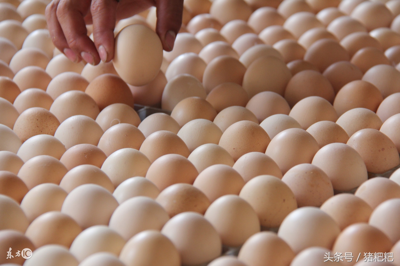 我国养殖蛋鸡规模发展趋势,2017蛋鸡养殖的前景
