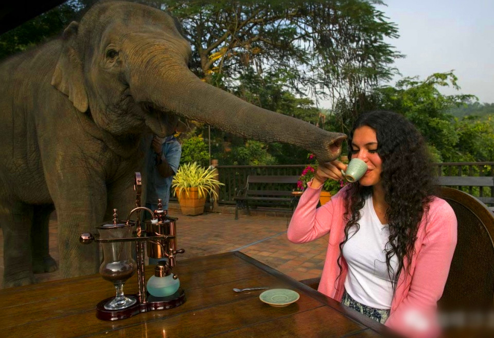 象屎咖啡的价目表,象屎多少钱一斤