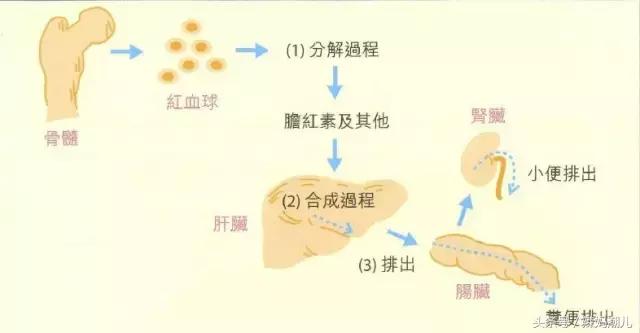 新生儿黄疸最主要的护理问题是,新生儿病理性黄疸愈后护理措施