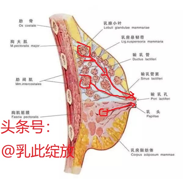 科学离乳,自然离乳没有涨奶需要排残奶吗