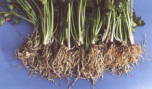 芹菜斑枯病和芹菜根结线虫病的识别和防治方法