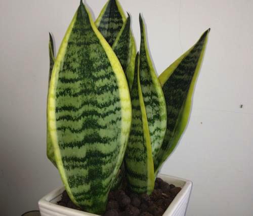 吸甲醛的植物生长好是靠甲醛吗,吸甲醛和苯的植物多久可以见效