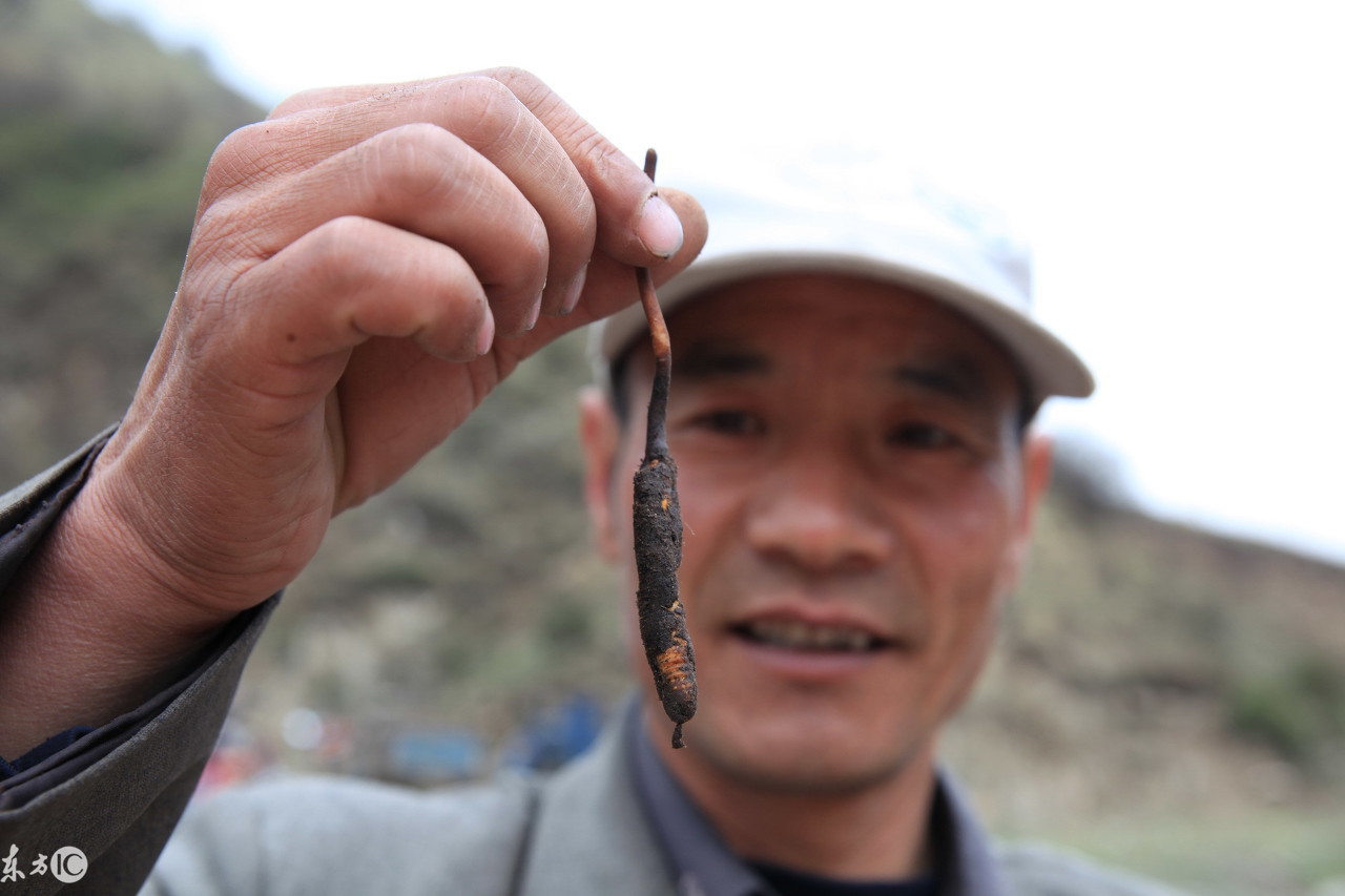 揭秘虫草市场,真正的虫草价格是多少