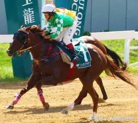 “吉祥如意”当选2017赛季玉龙马会年度马王:“赛事五魁”出炉