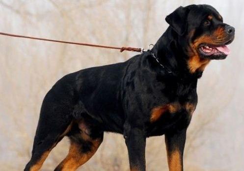 遇到有攻击性的狗怎么办,碰到坏人如何训练狗狗攻击性