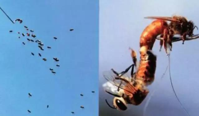 看完这个，你只能说：蜜蜂小姐，我给你跪了！