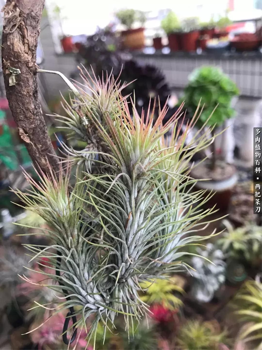 空气凤梨鸡毛掸夏天怎么养护,空气凤梨烂根切除了怎么养护