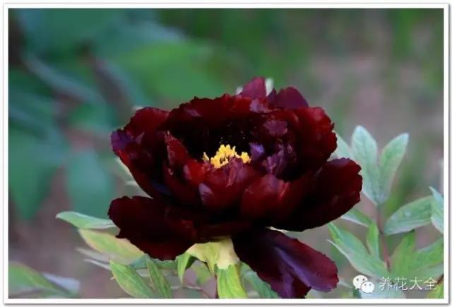 自然界中仅有的八种黑色的花,23种黑色花图片