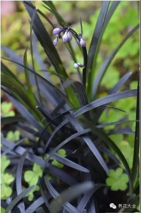 自然界中仅有的八种黑色的花,23种黑色花图片