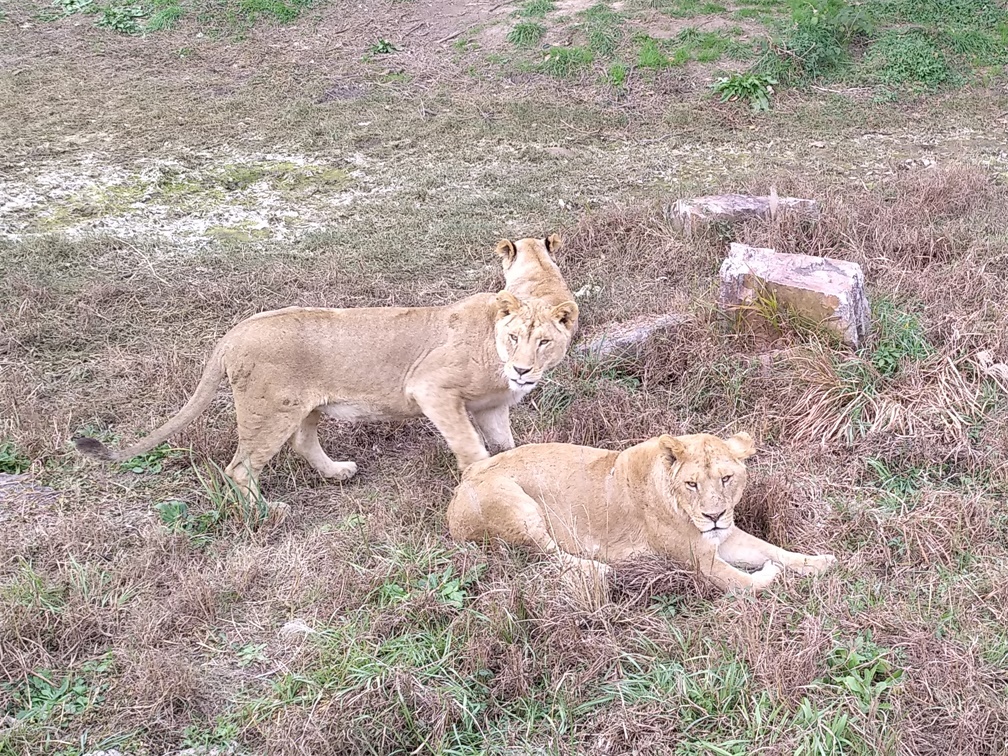 上海野生动物园一日游大概多久,上海野生动物园一日游日记三年级