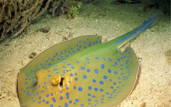 魟鱼养殖知识,谈谈对观赏鱼养殖的认识