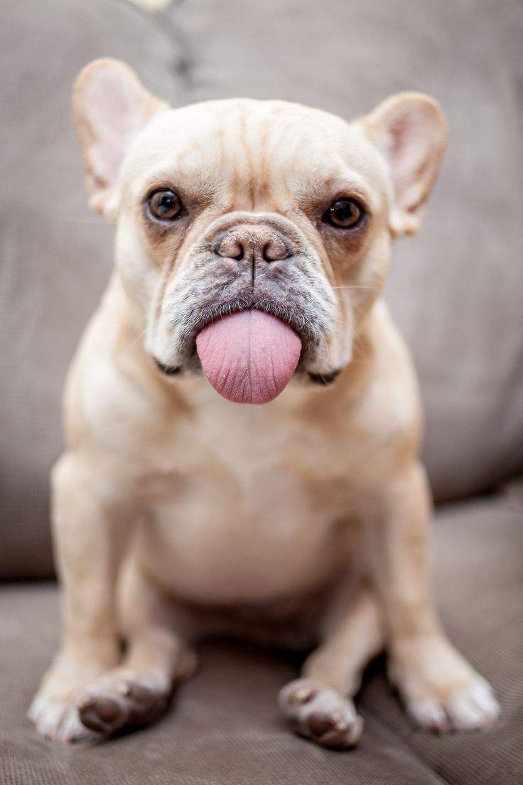 狗舔你是表示友好吗,狗舔你是因为喜欢你吗