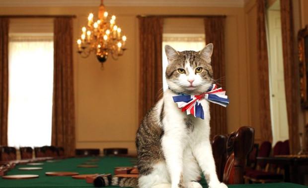 英短公猫6.8公斤算不算胖,橘猫很壮很胖正常吗