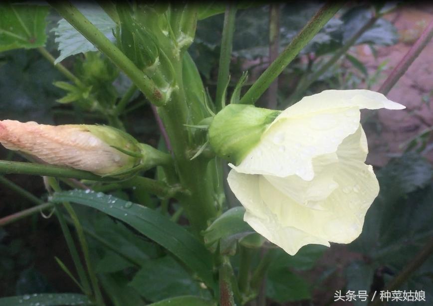 秋葵怎么种植最好看又好吃,秋葵的种植技巧和方法