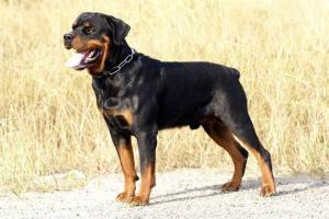 忠心护主不咬人的狗有哪些品种,忠心护主的狗完整视频