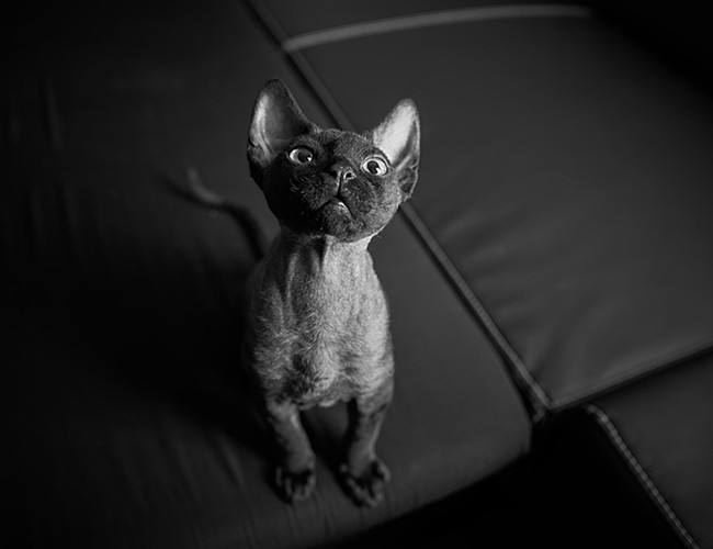 喵星人的3种类型,喵星人类型对照表