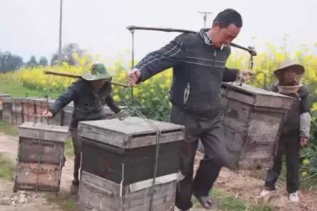 养蜂人揭秘中蜂,30年养蜂人教你如何辨别真假蜂蜜