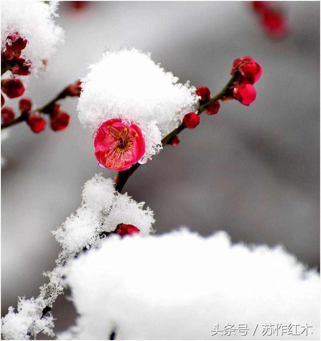 立春又是一年春归时,一年之计在于春立春