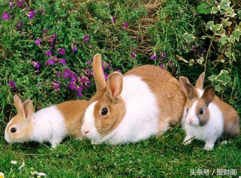 2022年87年生肖兔全年运势大全,2018年生肖兔运势详解