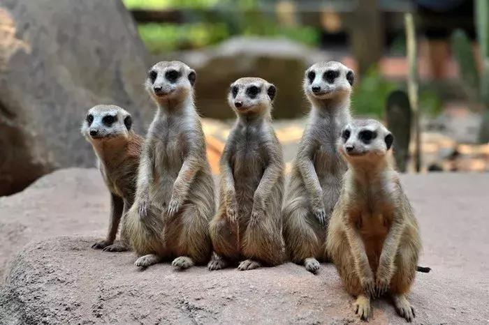 现在去广州长隆度假区旅游攻略,史上最全广州长隆度假区旅游攻略