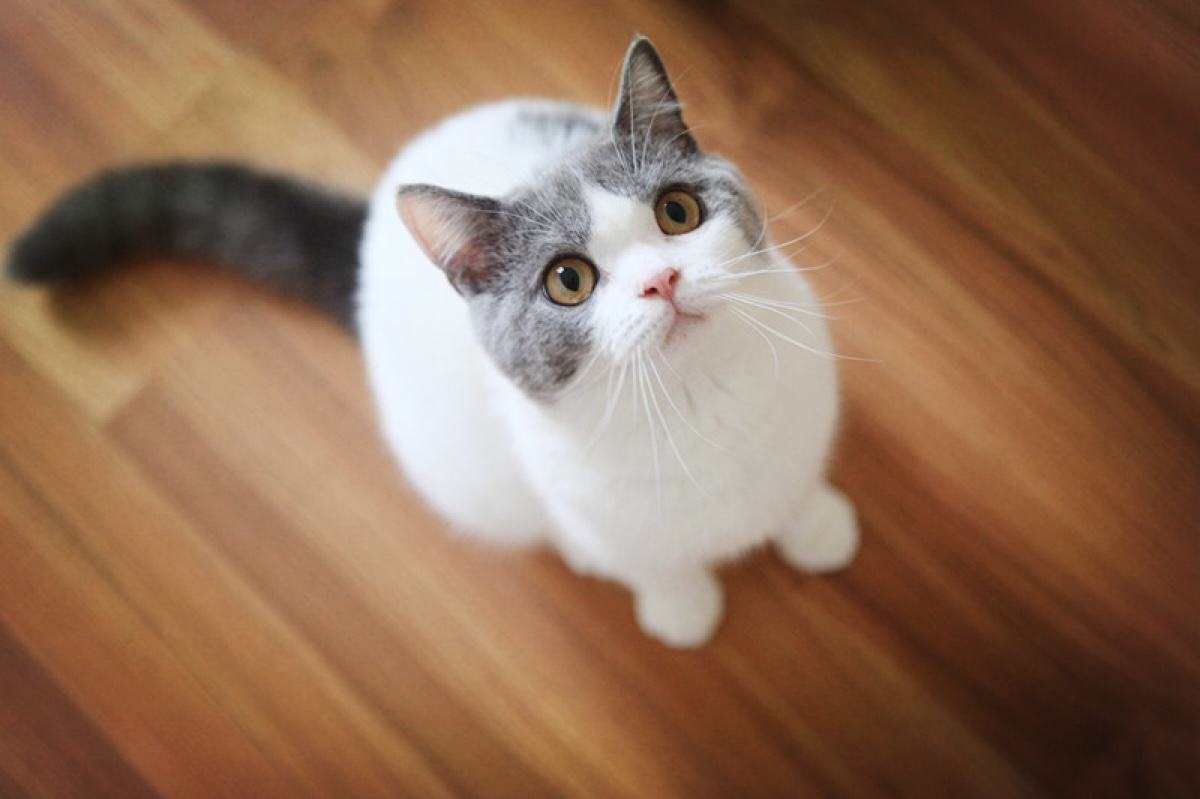 喵星人的3种类型,喵星人类型对照表