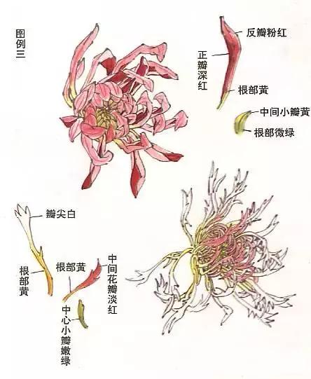 国画菊花画法教学视频,国画入门菊花的画法