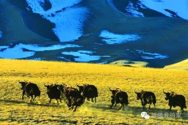 面积是全国最大县，农民收入直逼上海，说的就是*疆新**这个县