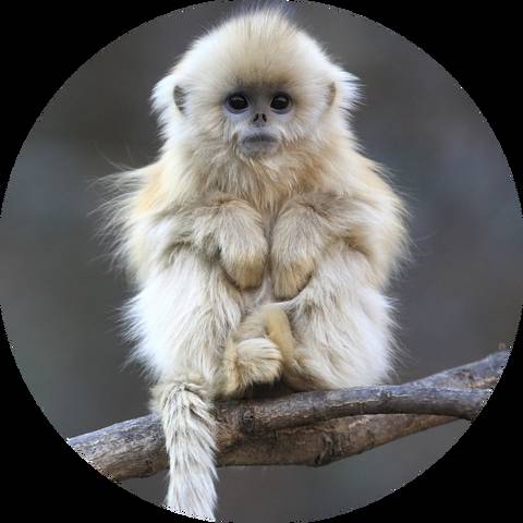 十二生肖提升运气和财运的方法,十二生肖接福接财运