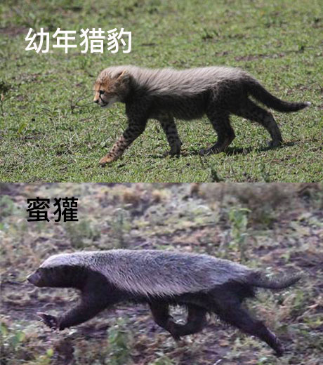 平头哥蜜獾经典事迹,平头哥蜜獾一生在干什么