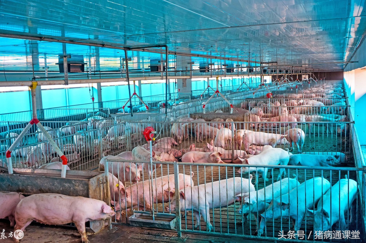 什么是出血性大肠杆菌肠炎,什么是猪回肠炎