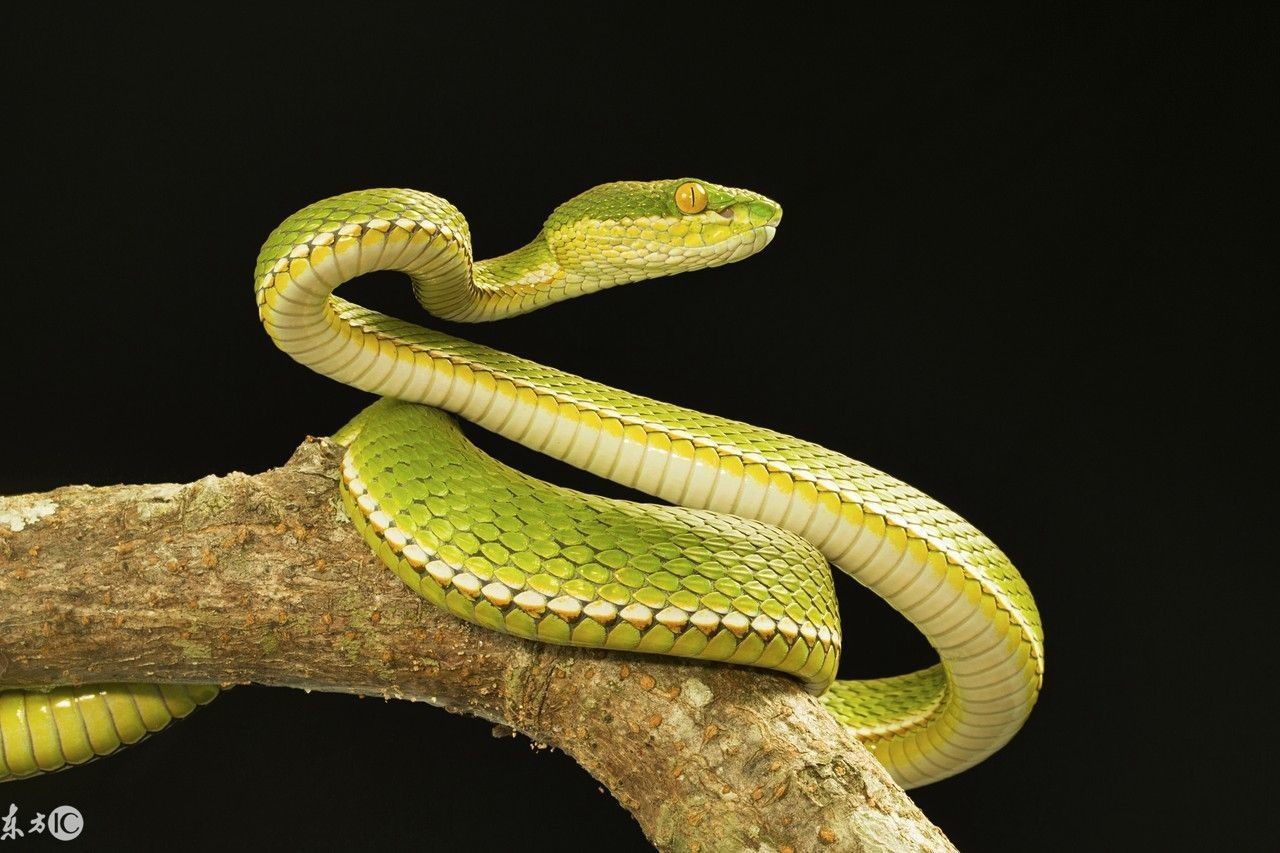 爬宠合集,爬宠大作战视频