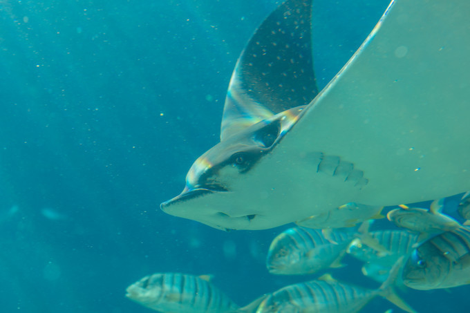 面面旅拍—诉不完千古泪，道不停三亚情，这个冬天我们掌心有太阳
