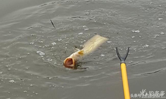 台钓竿双钩,台钓双钩沉底