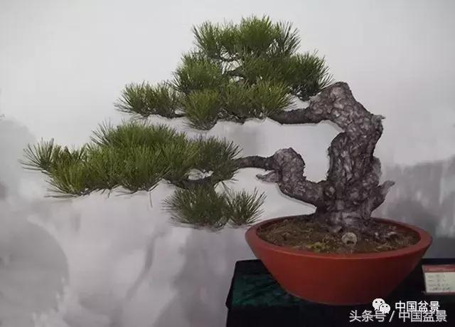 经典盆景欣赏,欣赏盆景感悟怎么写