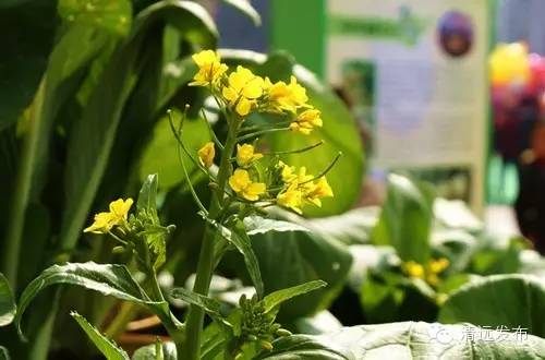 正宗清远连州水晶梨,广东清远连州的水晶梨